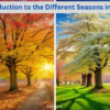 Introduction to the Different Seasons in India